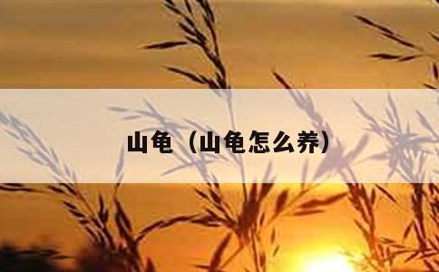 山龟，山龟怎么养