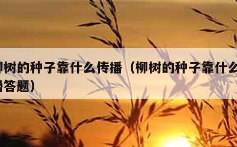 柳树的种子靠什么传播，柳树的种子靠什么传播答题